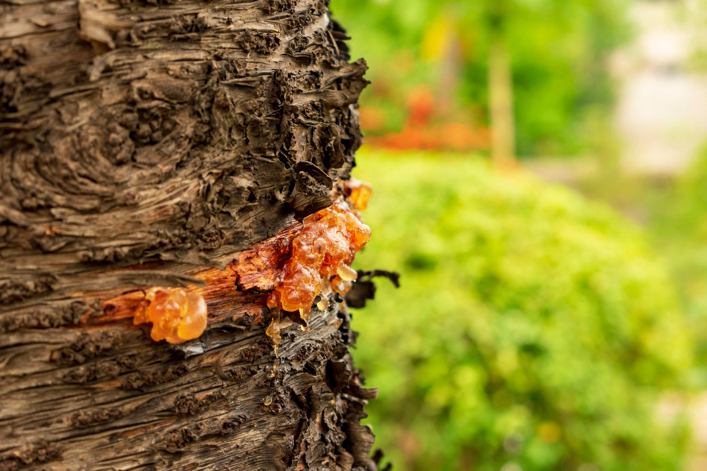 Amber + Woods Natural Perfume Spray